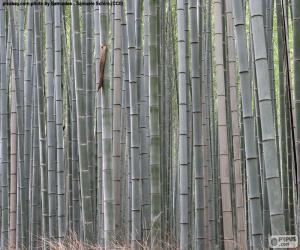 Puzzle Ιαπωνικό μπαμπού δάσος